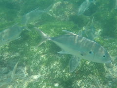 Caranx caninus