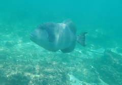 Pseudobalistes naufragium