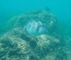 Pseudobalistes naufragium