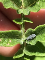 Trichobaris