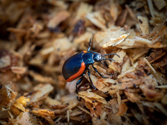 Chrysolina gypsophilae