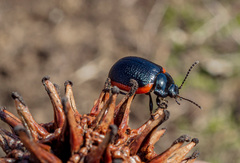 Chrysolina gypsophilae