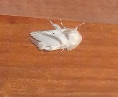 Bombycomorpha bifascia