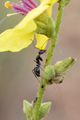 Camponotus foreli