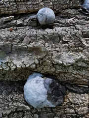 Fomes fomentarius
