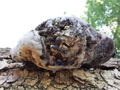 Fomes fomentarius