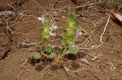 Acanthomintha obovata cordata