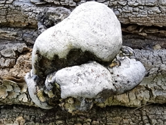 Fomes fomentarius