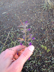 Trichostema laxum
