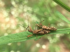Irantha