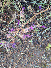 Trichostema laxum