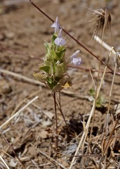 Acanthomintha obovata cordata