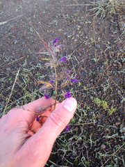 Trichostema laxum