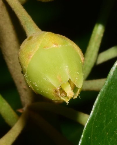 Lucuma campechiana