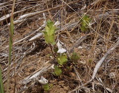 Acanthomintha obovata cordata