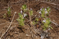 Acanthomintha obovata cordata