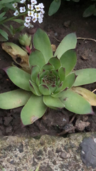 Sempervivum tectorum