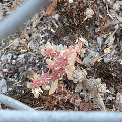 Sedum hispanicum