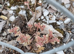 Sedum hispanicum