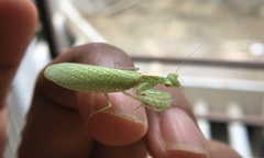 Eomantis