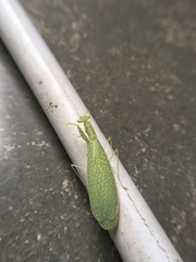 Eomantis