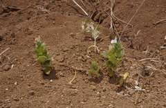 Acanthomintha obovata cordata