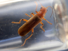 Cantharis cryptica