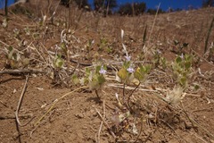 Acanthomintha obovata cordata
