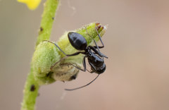 Camponotus foreli