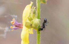 Camponotus foreli