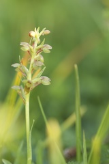 Dactylorhiza viridis
