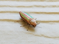 Buprestis striata