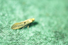 Tinea trinotella