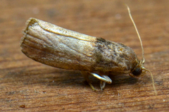 Oneida lunulalis
