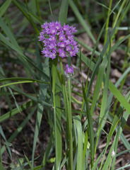 Allium campanulatum