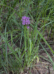 Allium campanulatum