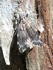 Loxostegopsis merrickalis