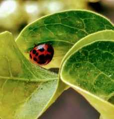 Harmonia axyridis