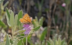 Euphydryas desfontainii