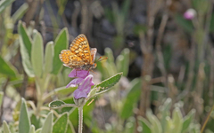 Euphydryas desfontainii