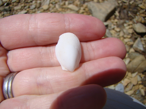 Limatula maoria