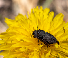 Anthaxia nigrojubata