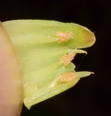 Pouteria campechiana