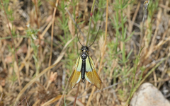 Libelloides baeticus