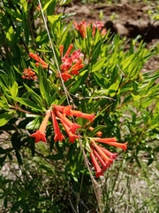 Bouvardia ternifolia