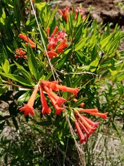 Bouvardia ternifolia