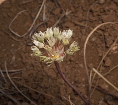 Allium howellii clokeyi