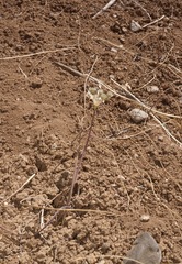 Allium howellii clokeyi
