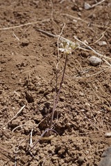 Allium howellii clokeyi
