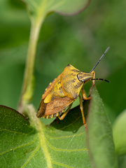 Carpocoris pudicus
